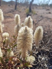 Ptilotus nobilis