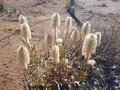 Ptilotus nobilis