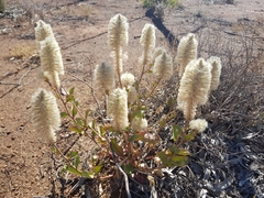 Ptilotus nobilis