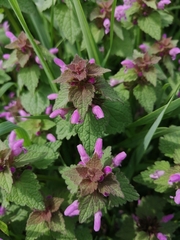 Lamium purpureum