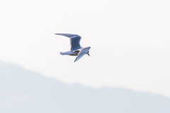 Saundersilarus saundersi