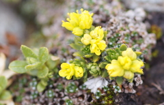 Draba hoppeana
