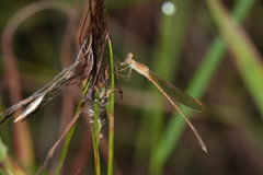 Indolestes insularis