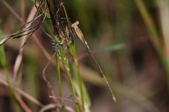 Indolestes insularis