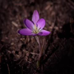 Hesperantha schelpeana