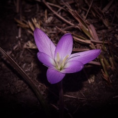 Hesperantha schelpeana