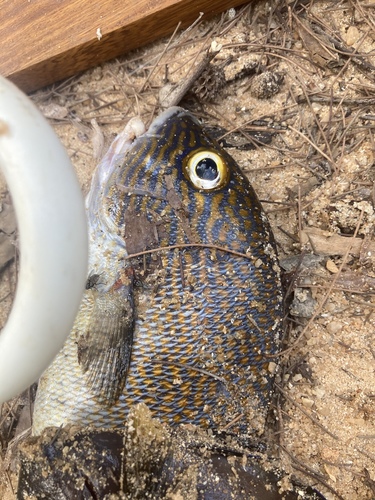 Goldspotted Sweetlips