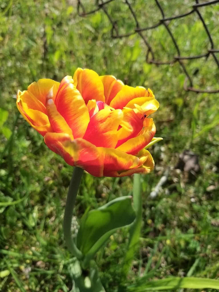 Tulipa flower close-up