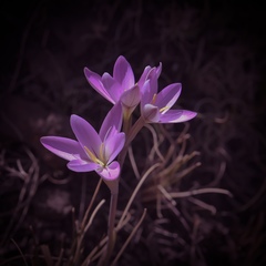 Hesperantha schelpeana