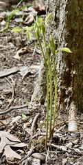 Hylodesmum glutinosum