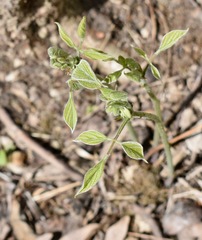 Hylodesmum glutinosum