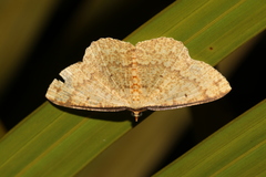 Synegia