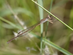 Indolestes insularis