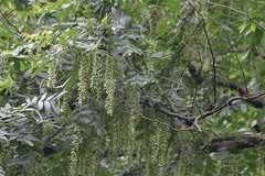 Pterocarya stenoptera