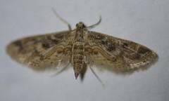 Parapoynx diminutalis