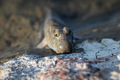 Periophthalmus modestus