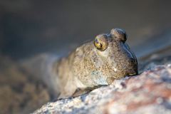 Periophthalmus modestus