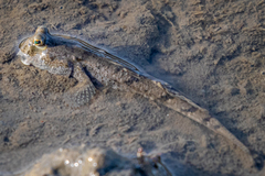 Periophthalmus modestus