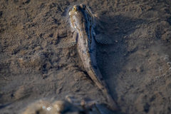 Periophthalmus modestus