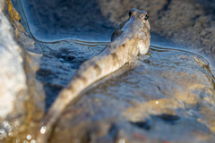 Periophthalmus modestus