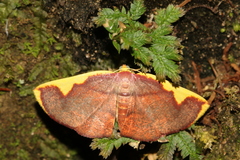 Nothomiza flavicosta