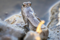 Periophthalmus modestus