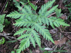 Doryopteris concolor