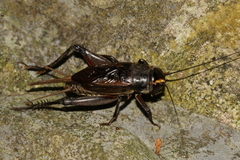 Teleogryllus occipitalis