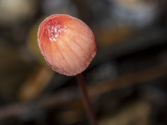 Mycena toyerlaricola