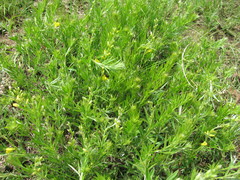 Argyrolobium baptisioides