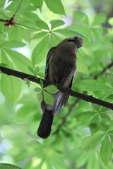 Garrulus glandarius
