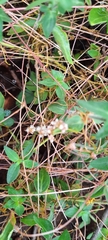 Cuscuta planiflora