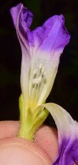 Ipomoea meyeri