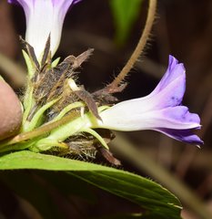 Ipomoea meyeri