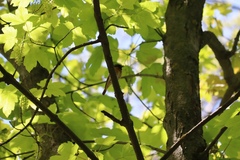 Phoenicurus phoenicurus