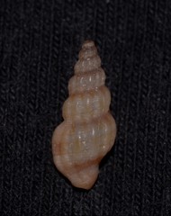 Mangeliidae