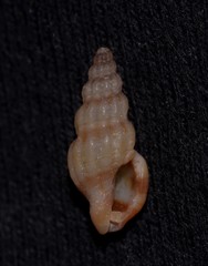 Mangeliidae