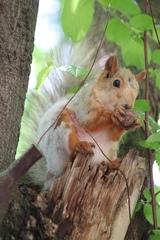 Sciurus vulgaris