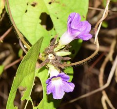 Ipomoea meyeri