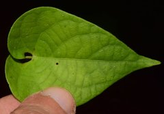 Ipomoea meyeri