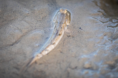 Periophthalmus modestus