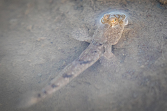 Periophthalmus modestus