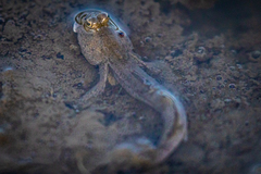 Periophthalmus modestus