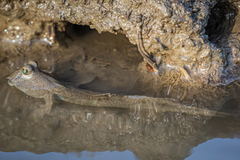 Periophthalmus modestus