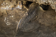 Periophthalmus modestus