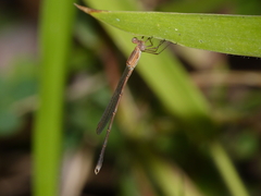 Indolestes insularis