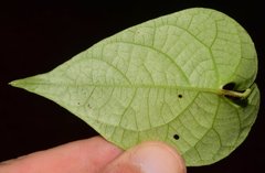 Ipomoea meyeri