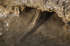 Periophthalmus modestus