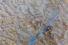 Periophthalmus modestus