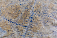 Periophthalmus modestus